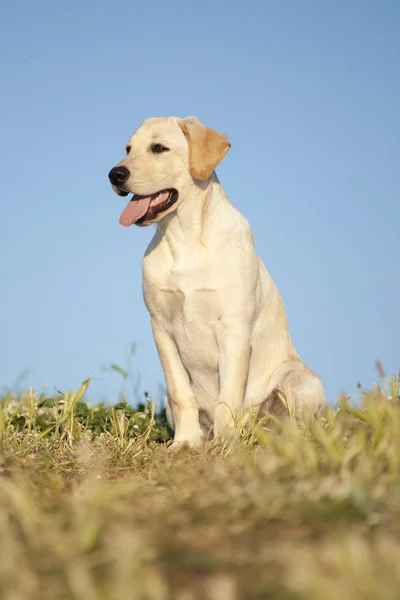 Cachorro de un Labrador Blanco Imágenes de stock libres de derechos