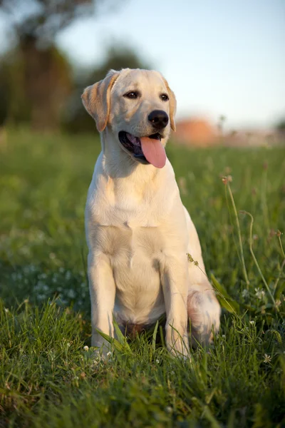 Cachorro de un Labrador Blanco Fotos de stock