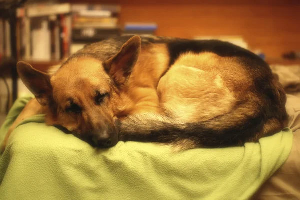 German Shepherd Sleeping Φωτογραφία Αρχείου