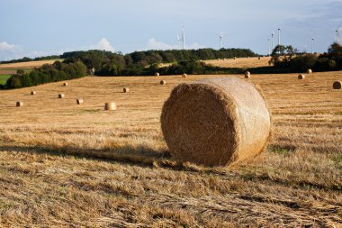 güzel manzara altın alanlar ve rüzgar türbinleri