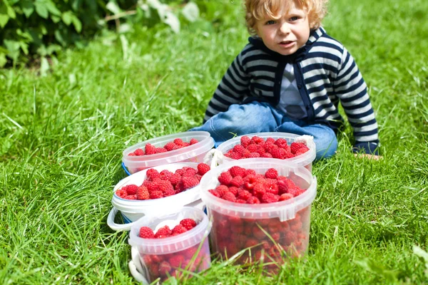 Niño encantador con frambuesas rojas maduras en cubos — Foto de Stock