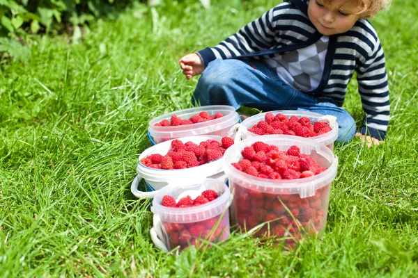 Criança bonito com framboesas vermelhas maduras em baldes — Fotografia de Stock