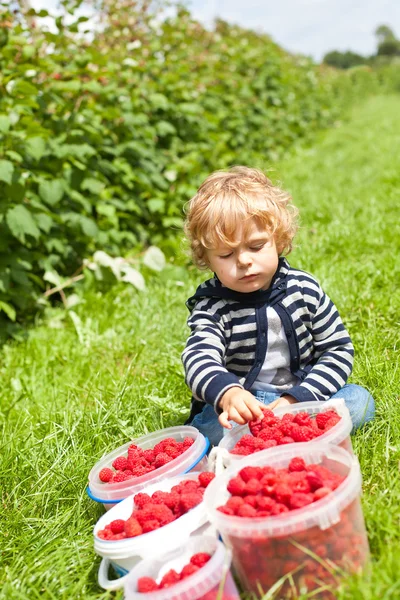 Cute boy with ripe red raspberries in buckets — Stock Photo, Image