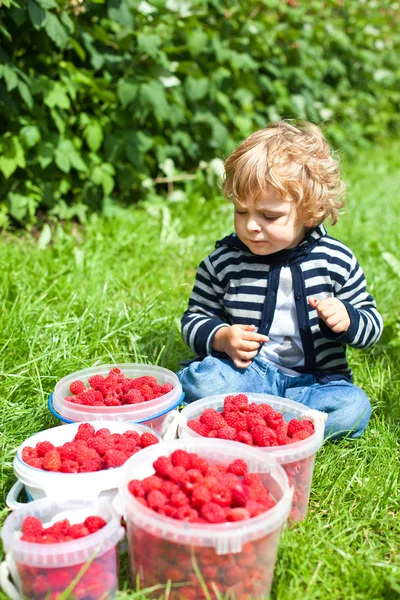 Niño adorable con frambuesas rojas maduras en cubos — Foto de Stock