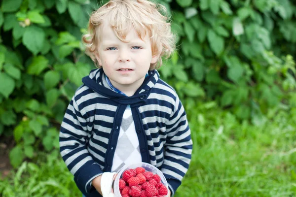 Niño encantador con frambuesas rojas maduras en granja orgánica — Foto de Stock