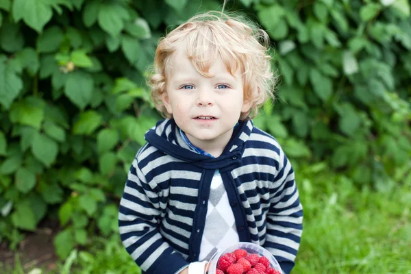 Niño feliz con frambuesas rojas maduras en granja orgánica — Foto de Stock