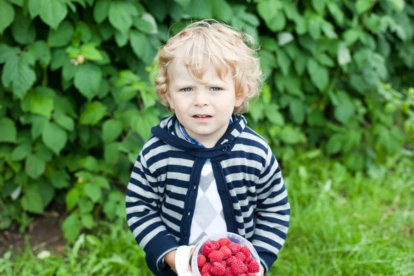 Suloinen lapsi, jolla on punaisia kypsiä vadelmia luonnonmukaisella tilalla — kuvapankkivalokuva