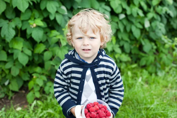 Adorable toddler with red ripe raspberries on organic farm — Stock Photo, Image