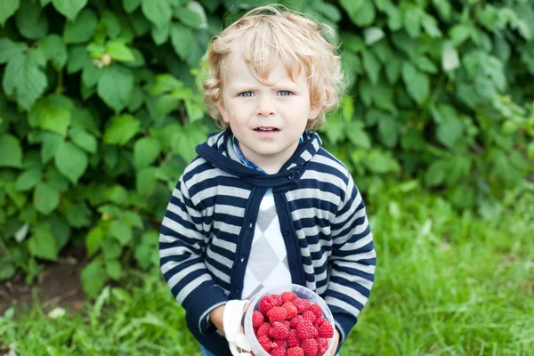 Блондинка с красной спелой малиной на органической ферме — стоковое фото
