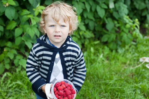 Dulce niño rubio con frambuesas rojas maduras en granja orgánica — Foto de Stock