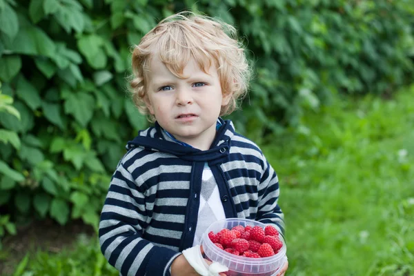 Criança bonito com framboesas maduras vermelhas na fazenda orgânica — Fotografia de Stock
