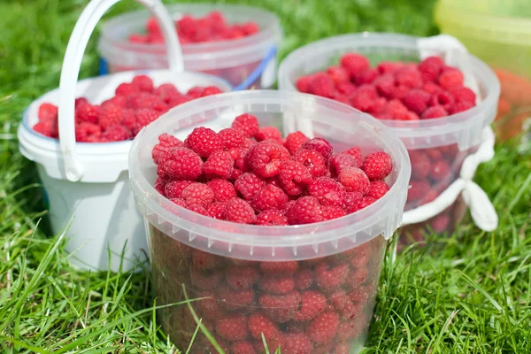 Buckets with Red ripe raspberries — Stock Photo, Image