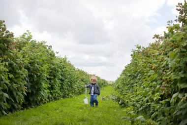 sevimli sarışın bebek organik ahududu çiftliğinden yürüyüş