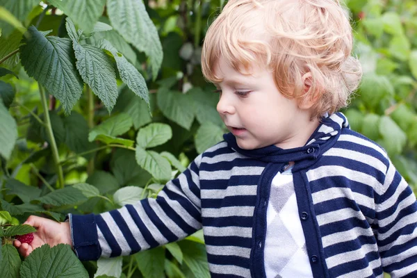 Lovely toddler with red ripe raspberries on organic farm — Stock Photo, Image