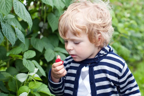 Bedårande barn med röda mogna hallon på ekologisk gård — Stockfoto
