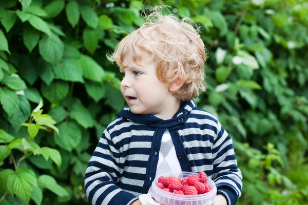 Adorabile bambino con lamponi maturi rossi in azienda biologica — Foto Stock