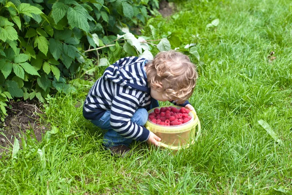 Sweet blond toddler with red ripe raspberries on organic farm — Stock Photo, Image
