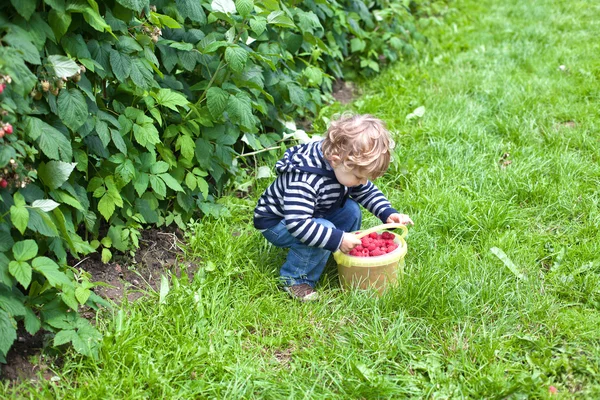 Söt blond småbarn med röda mogna hallon på ekologisk gård — Stockfoto