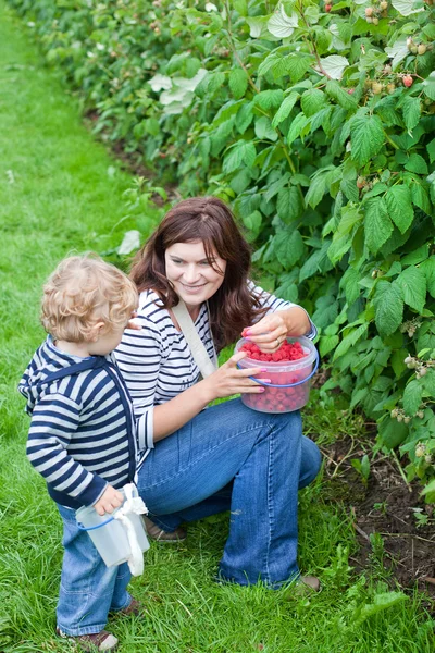 Junge Mutter und ihr Kleinkind pflücken Himbeeren auf Biohof — Stockfoto