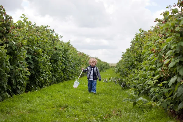 sevimli bebek organik ahududu çiftliğinden yürüyüş