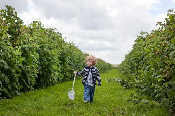 Очаровательный малыш идет по органической малиновой ферме — стоковое фото