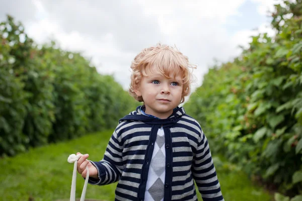 Słodki chłopczyk spacer maliny gospodarstwo ekologiczne — Zdjęcie stockowe