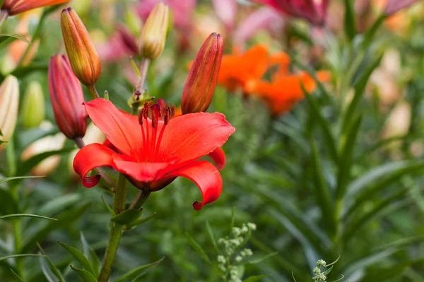 Wonderful lily on flower lily field — Stock Photo, Image