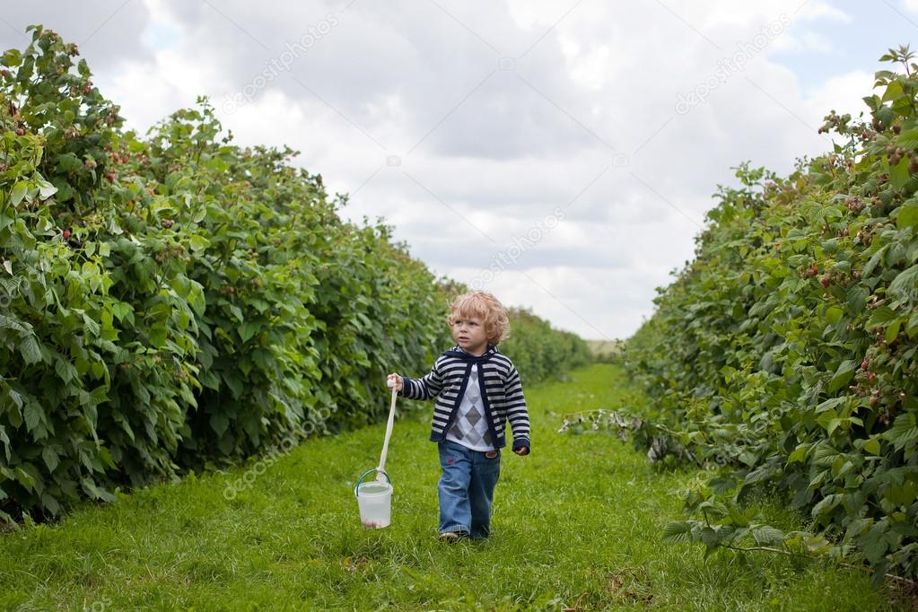 Adorable toddler walking through organic raspberry farm