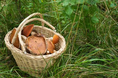 ormanda mantar sepeti