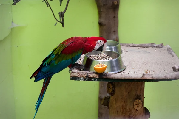 Krásný papoušek v kleci — Stock fotografie