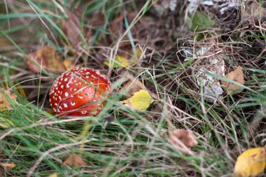 Zehirli mantar yeşil çimen
