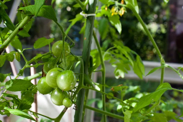 Tomater växer i ett växthus, gröna tomater hänger på en vi — Stockfoto