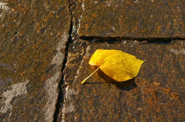 Hoja amarilla sobre tierra mojada —  Fotos de Stock