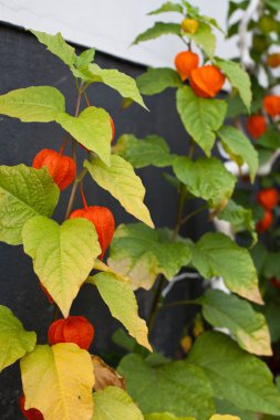 sonbahar physalis Bahçe