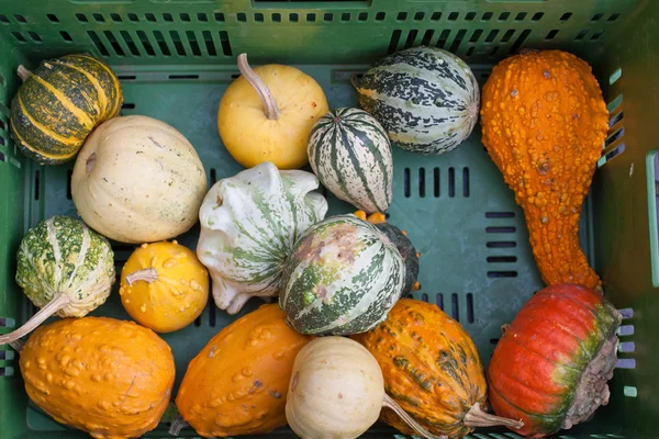 Fresh healthy bio pumpkin on German farmer agricultural market — Stock Photo, Image
