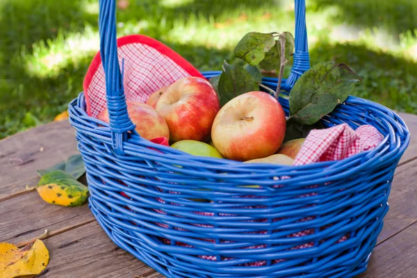Cesto con mele rosse e gialle fresche nel giardino autunnale — Foto Stock