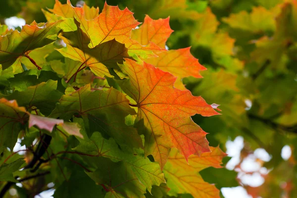 Red and yellow maple leaves on a twig in autumn — Stock Photo, Image