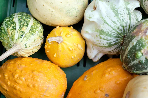 Fresh healthy bio pumpkin on farmer market — Stock Photo, Image
