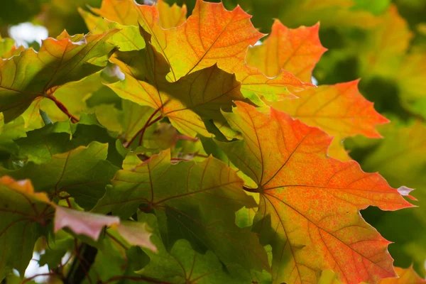 秋の枝に赤と黄色のカエデの葉します。 — ストック写真