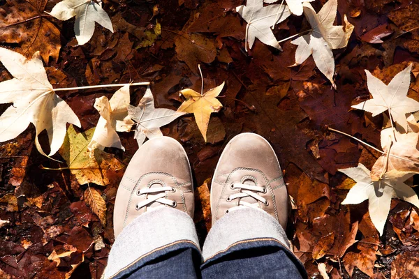 Par de botas de couro e folhas amarelas — Fotografia de Stock