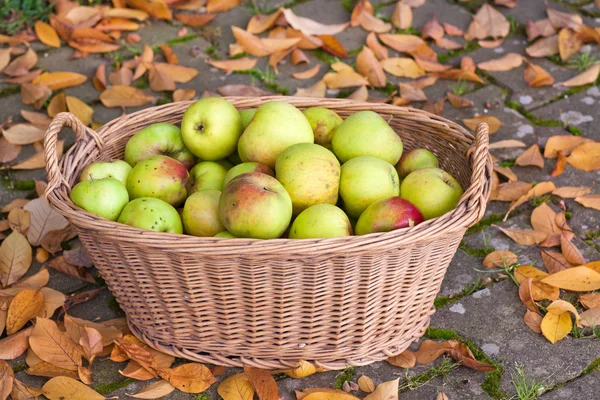 Crop of green apples in basket — Stock Photo, Image