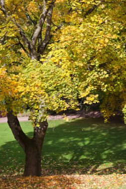 Sarı sonbahar ağaçlar güzel Park