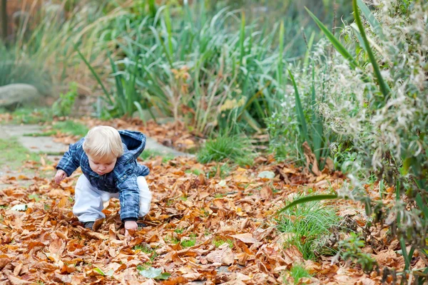 Pequeno menino adorável criança no parque de outono — Fotografia de Stock