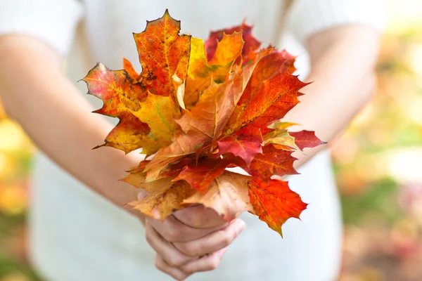 Bouquet di foglie autunnali in mano donna — Foto Stock