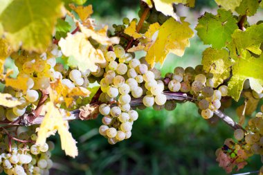 Bush taze yeşil üzüm