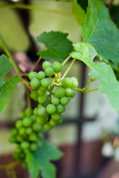 Uvas verdes en rama en invernadero —  Fotos de Stock