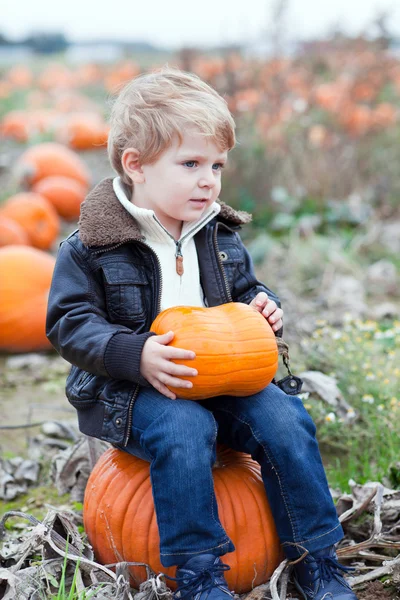 Kleine peuter jongen op pompoen veld — Stockfoto