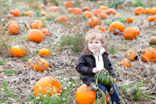 Petit garçon tout-petit sur le champ de citrouille — Photo