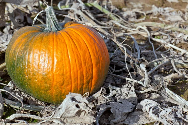 Big green orange pumpkin on field — Stock Photo, Image