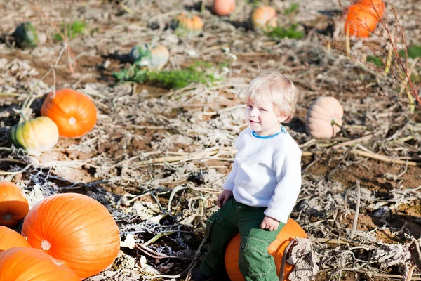 Little toddler boy on pumpkin field — Stock Photo, Image